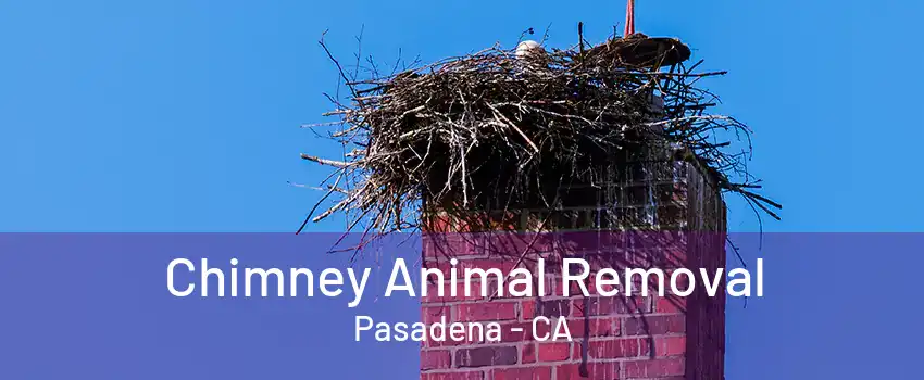 Chimney Animal Removal Pasadena - CA